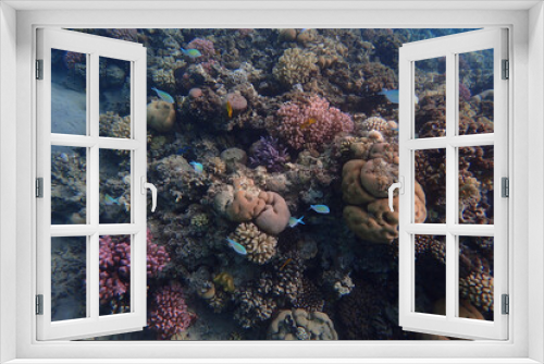 Fototapeta Naklejka Na Ścianę Okno 3D - coral reef in the Red Sea