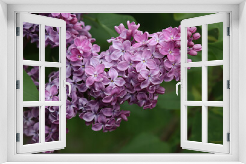 Fototapeta Naklejka Na Ścianę Okno 3D - Closeup of common Lilac