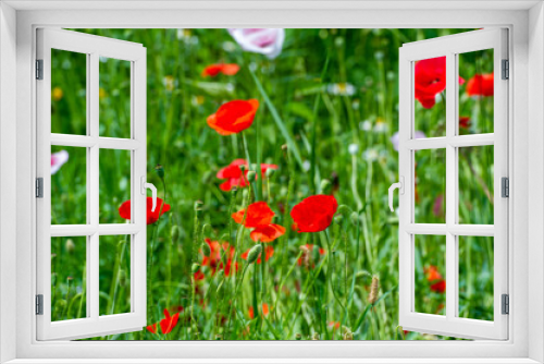 Fototapeta Naklejka Na Ścianę Okno 3D - A tapestry of wildflowers that brightens the world with joy Let these delicate flowers inspire your day with their beauty and resilience! Flower Euphoria