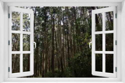 Fototapeta Naklejka Na Ścianę Okno 3D - Pine trees in the forest