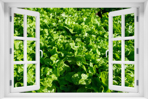 Fototapeta Naklejka Na Ścianę Okno 3D - Lettuces growing in a garden, in the Mediterranean sun.