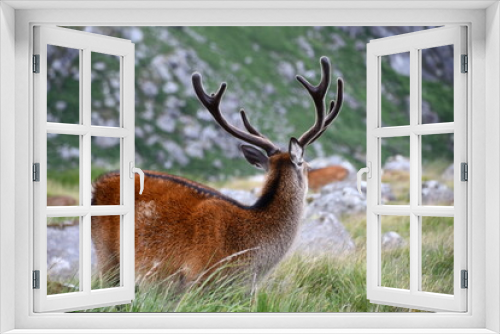 Fototapeta Naklejka Na Ścianę Okno 3D - Sika deer in Glendalough National Park