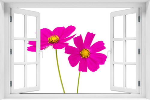 Fototapeta Naklejka Na Ścianę Okno 3D - Cosmos Flowers