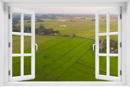 Fototapeta Naklejka Na Ścianę Okno 3D - Green rice plantation field sunset light agricultural