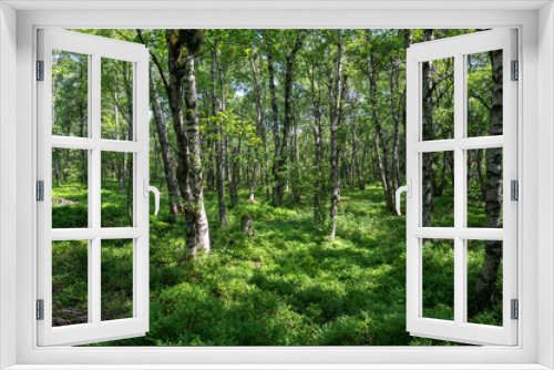 Fototapeta Naklejka Na Ścianę Okno 3D - Birch forest in the sun light