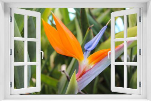 Fototapeta Naklejka Na Ścianę Okno 3D - plants of Turkey. bird of paradise flower close-up