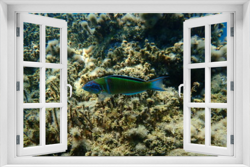 Fototapeta Naklejka Na Ścianę Okno 3D - Ornate wrasse (Thalassoma pavo) undersea, Aegean Sea, Greece, Halkidiki