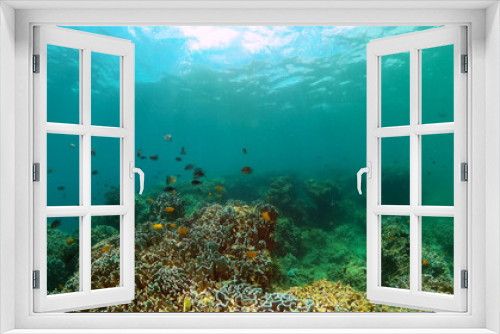 Fototapeta Naklejka Na Ścianę Okno 3D - Tropical fish and coral reef. Underwater world background.
