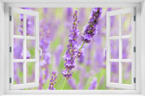 Fototapeta Naklejka Na Ścianę Okno 3D - Lavender flowers blooming background