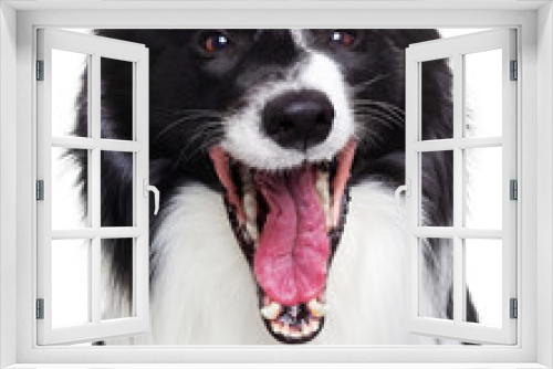 Fototapeta Naklejka Na Ścianę Okno 3D - Border collie, dog, smile, on a white background, isolate