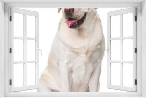 Fototapeta Naklejka Na Ścianę Okno 3D - Labrador, dog, looking to the side, smiling, sitting on a white background, isolate