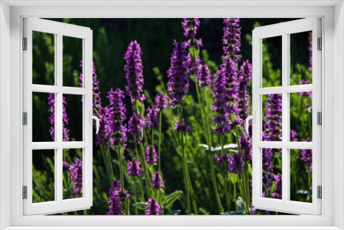 Fototapeta Naklejka Na Ścianę Okno 3D - Lavendel