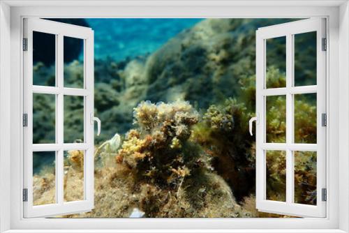 Fototapeta Naklejka Na Ścianę Okno 3D - Encrusting colonial ascidian form or tunicate Diplosoma spongiforme undersea, Aegean Sea, Greece, Halkidiki
