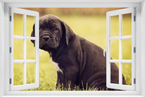Fototapeta Naklejka Na Ścianę Okno 3D - sad puppy portrait