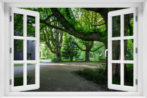 Fototapeta Naklejka Na Ścianę Okno 3D - Alte Bäume im Stadgarten in Bottrop
