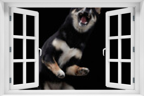 Fototapeta Naklejka Na Ścianę Okno 3D - vocal dog projects a powerful howl, captured in profile against a stark black studio background