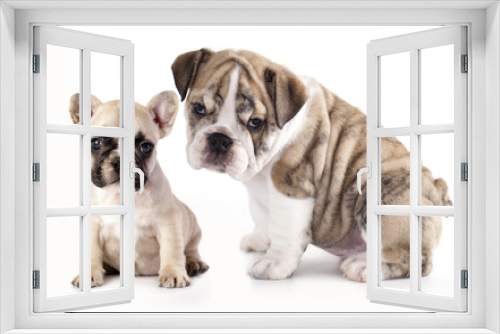 Fototapeta Naklejka Na Ścianę Okno 3D - english Bulldog puppy and French Bulldog
