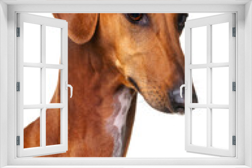 Fototapeta Naklejka Na Ścianę Okno 3D - Azawakh, red dog, African greyhound, portrait, head turn on a white background, isolate