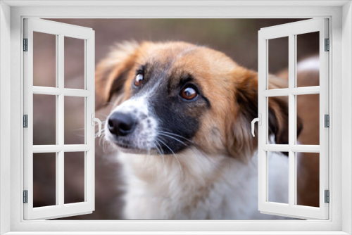 Fototapeta Naklejka Na Ścianę Okno 3D - Portret psa rasy Silken Windsprite
