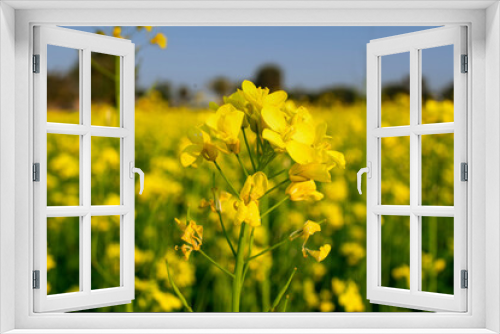 Fototapeta Naklejka Na Ścianę Okno 3D - Field of yellow rapeseed