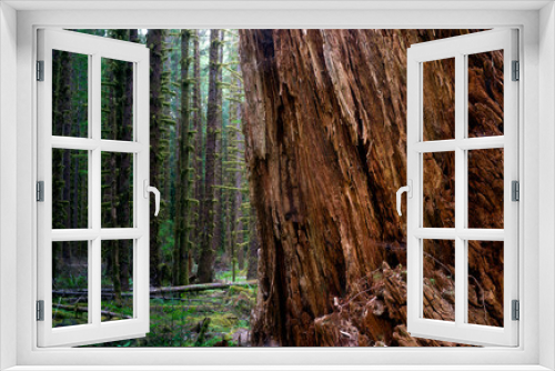Fototapeta Naklejka Na Ścianę Okno 3D - Massive Old Growth Red Cedar Tree Split Apart Wooded Rainforest