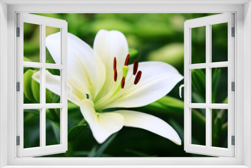 Fototapeta Naklejka Na Ścianę Okno 3D - Oriental Lily or Fragrant Lily flower and buds growing in the garden