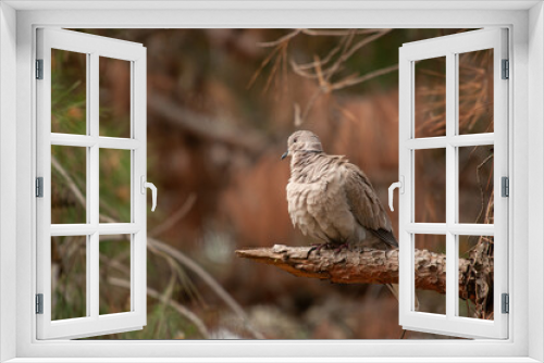 Fototapeta Naklejka Na Ścianę Okno 3D - Eurasian collared dove (Streptopelia decaocto) standing on a branch in the forest.