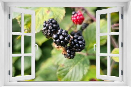 Fototapeta Naklejka Na Ścianę Okno 3D - Natural fresh blackberries in the garden. Bouquet of ripe and unripe blackberry fruits - Rubus fruticosus - on a branch with green leaves at the farm. Organic farming, healthy food.