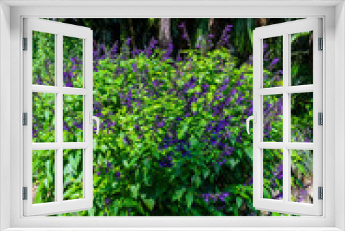 Fototapeta Naklejka Na Ścianę Okno 3D - The Botanical Gardens of Sydney Australia