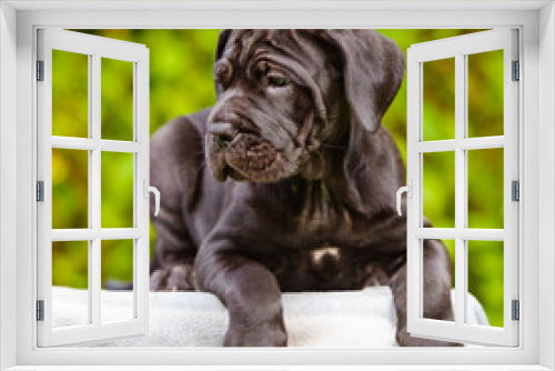 Fototapeta Naklejka Na Ścianę Okno 3D - beautiful italian mastiff puppy