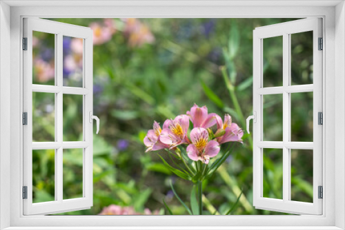 Fototapeta Naklejka Na Ścianę Okno 3D - 夏の日差しを浴びて咲くアルストロメリアの花