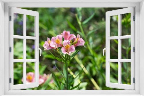Fototapeta Naklejka Na Ścianę Okno 3D - 夏の緑に映えるアルストロメリアのピンクの花