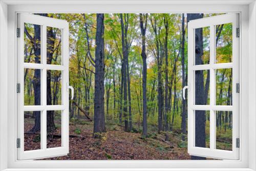 Fototapeta Naklejka Na Ścianę Okno 3D - Fall's colorful trees