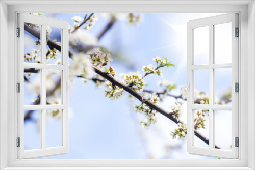 Fototapeta Naklejka Na Ścianę Okno 3D - spring flowering of flowers on a tree, white flowers on a branch