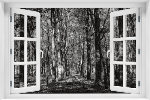 Fototapeta Naklejka Na Ścianę Okno 3D - Black and white trees all lined up in the woods at Alafia River Corridor Nature Preserve in Lithia Florida