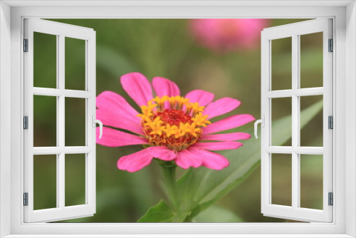 Fototapeta Naklejka Na Ścianę Okno 3D - Chrysanthemum flower