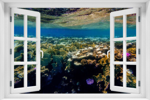 Fototapeta Naklejka Na Ścianę Okno 3D - different colorful coral reef with reflections on the water surface with clear water in egypt