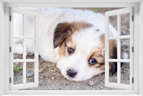 Fototapeta Naklejka Na Ścianę Okno 3D - White puppy