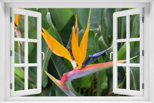 Fototapeta Naklejka Na Ścianę Okno 3D - bird of paradise