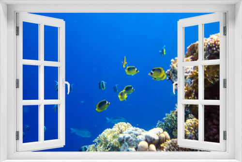 Fototapeta Naklejka Na Ścianę Okno 3D - Bright and colorful inhabitants of the coral reef of the Red Sea