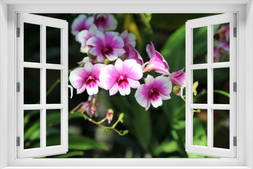 Fototapeta Naklejka Na Ścianę Okno 3D - Macro image of sunlit dark and pale pink Dendrobium blooms, Singapore 

