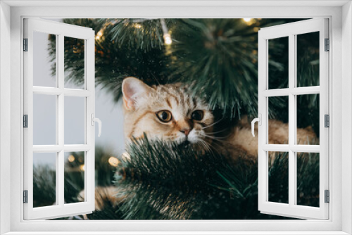 Fototapeta Naklejka Na Ścianę Okno 3D - the fluffy cat climbed inside the Christmas tree and sat on the branch