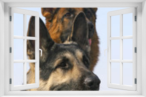Fototapeta Naklejka Na Ścianę Okno 3D - Two shepherds