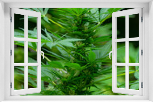Fototapeta Naklejka Na Ścianę Okno 3D - Young buds growing between the leaves of a cannabis plant