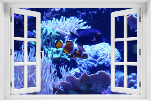 Fototapeta Naklejka Na Ścianę Okno 3D - fish in the coral