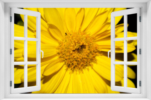 Fototapeta Naklejka Na Ścianę Okno 3D - Closeup image of the yellow daisy flower