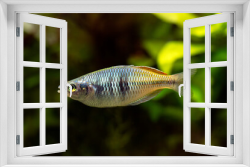 Fototapeta Naklejka Na Ścianę Okno 3D - Boeseman's rainbowfish - Melanotaenia boesemani
