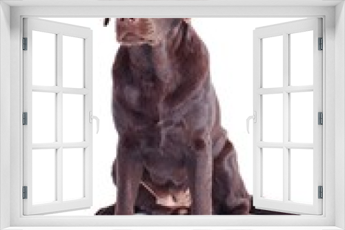 Fototapeta Naklejka Na Ścianę Okno 3D - Labrador Retriever