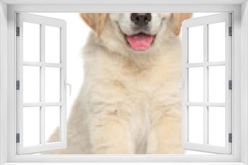 Fototapeta Naklejka Na Ścianę Okno 3D - Golden retriever puppy