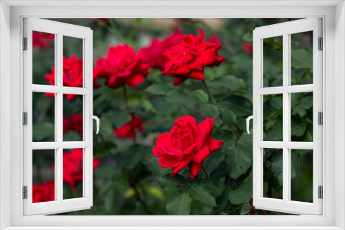Fototapeta Naklejka Na Ścianę Okno 3D - Red roses